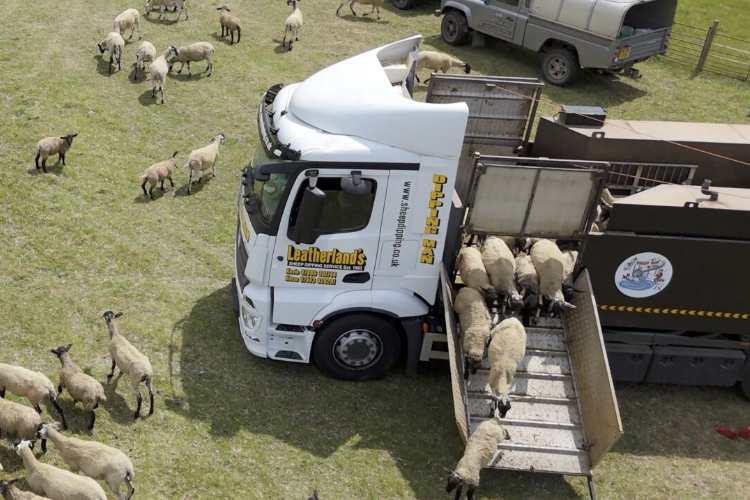 sheepdippers